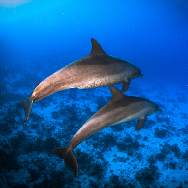 diving with dolphins sharm el sheikh