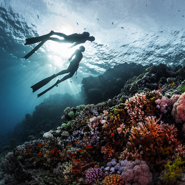 people snorkelling in the red sea