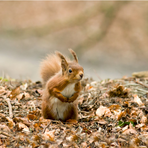 widlife watching on brownsea island