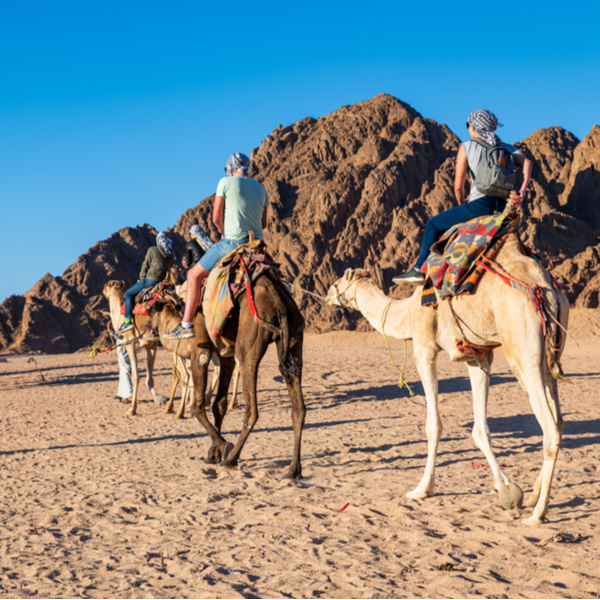 riding camels through sinai desert