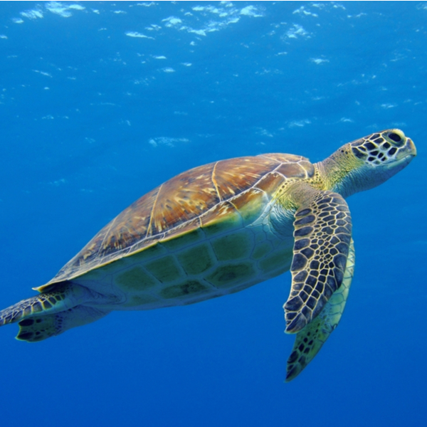 swimming with turtles in jordan