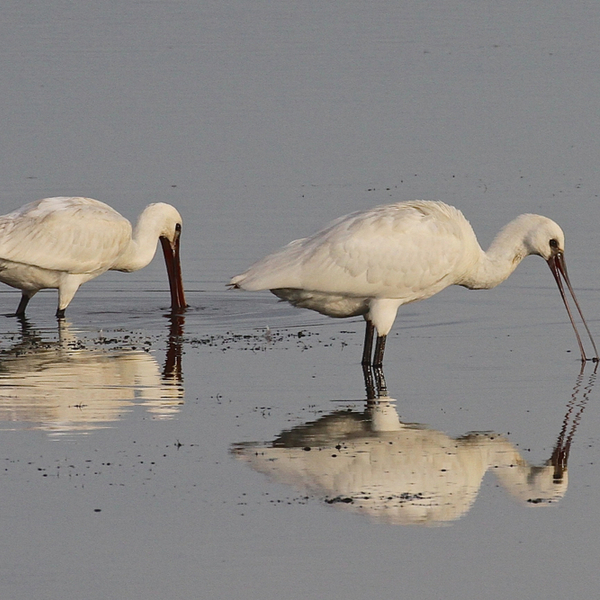 birdwatching on dorset beach