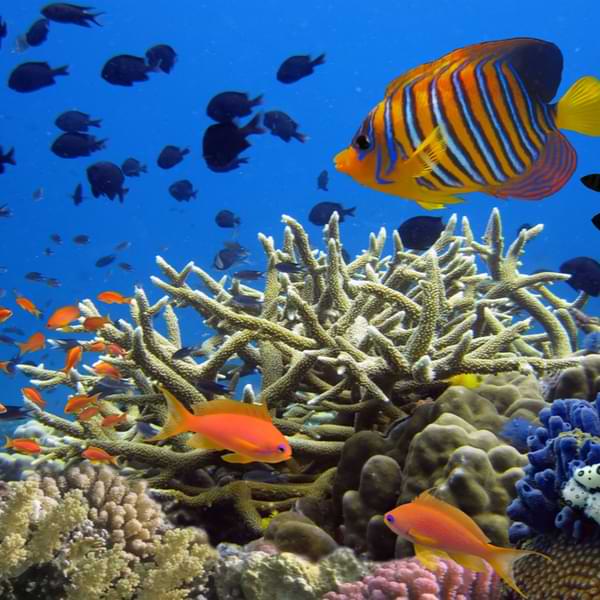 coral gardens st lucia