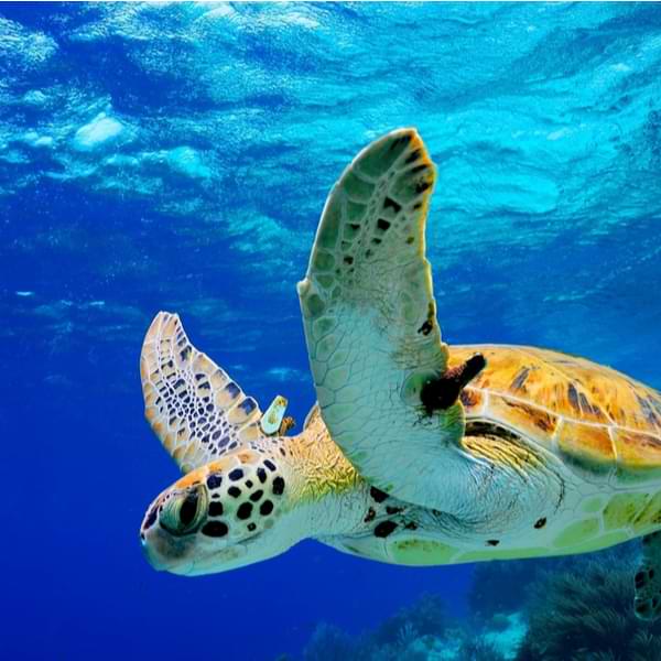 swimming with turtles in st lucia