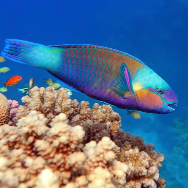 diving in Anse Chastanet