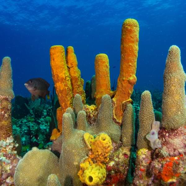 diving with sea sponges in st lucia
