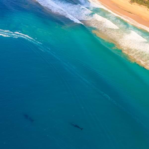 whale watching in st lucia
