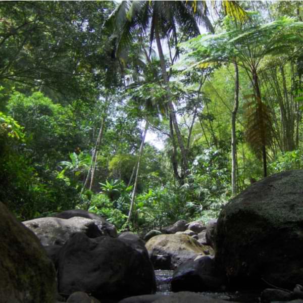 st lucia forest