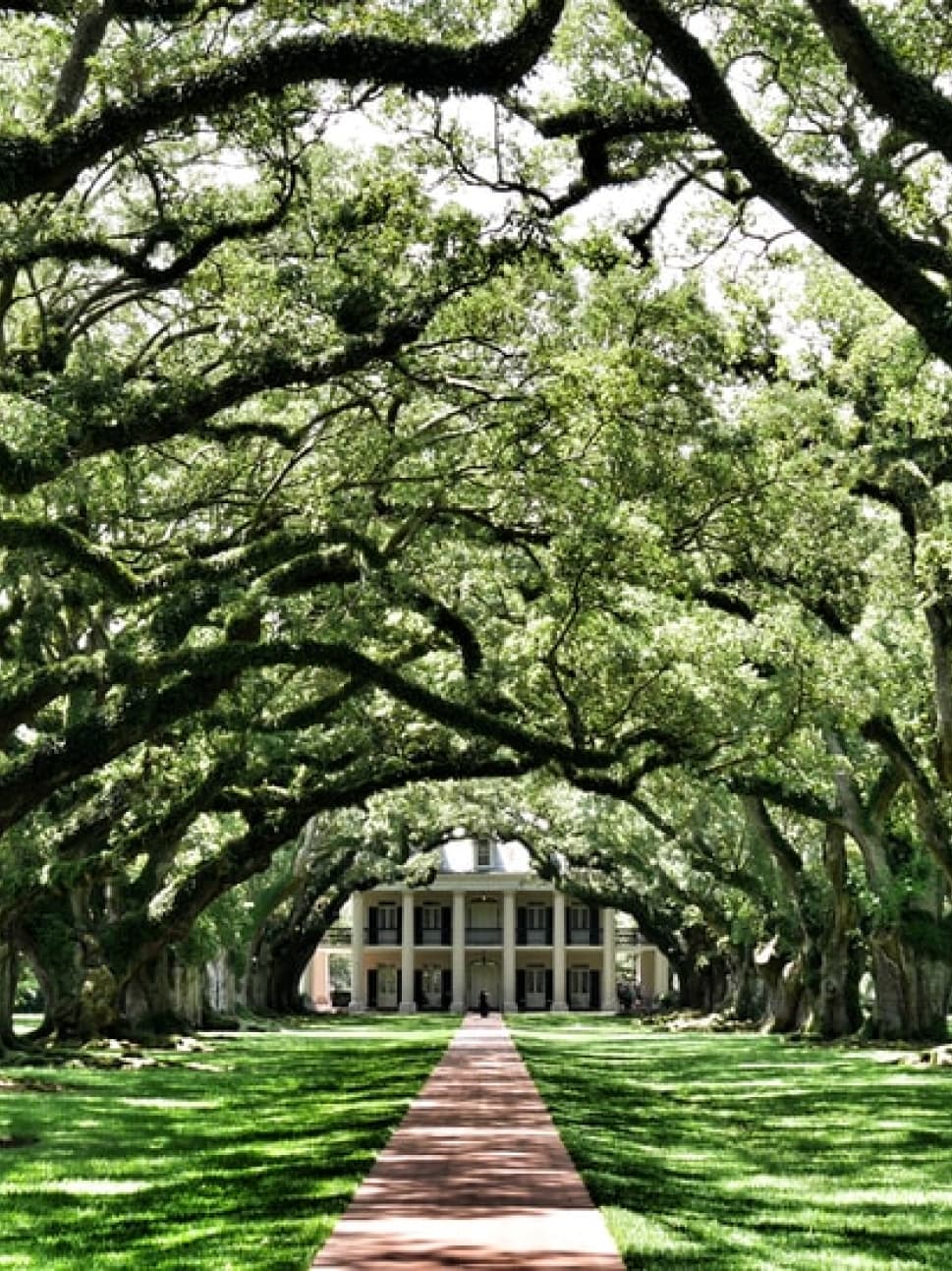 A walkway in New Orleans with full blossom trees overhanging, sunlight peering through