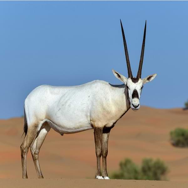 Arabian Oryx in oman desert