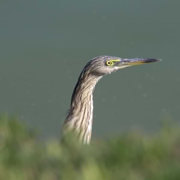bird watching oman