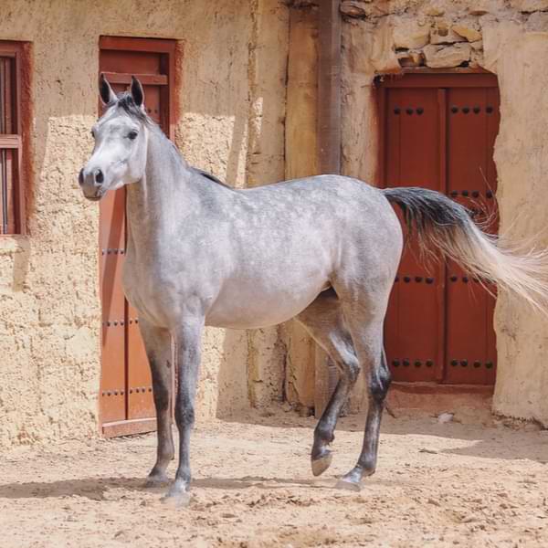 arabian horse in oman