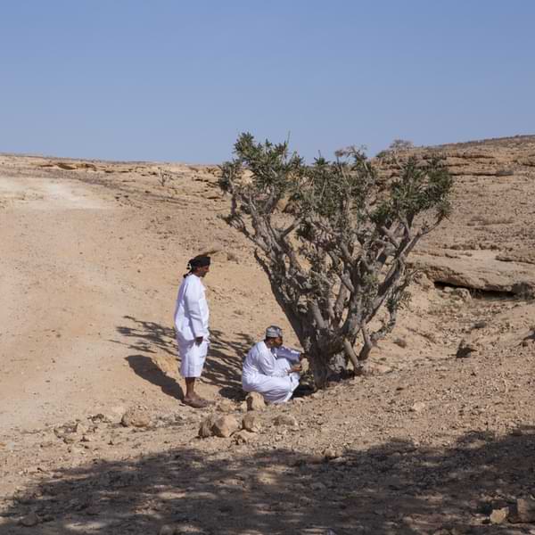 Frankincense tree oman