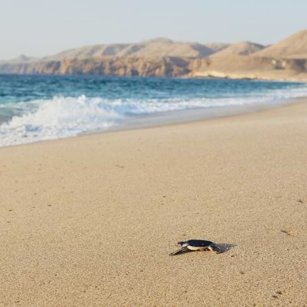 turtle hatching oman