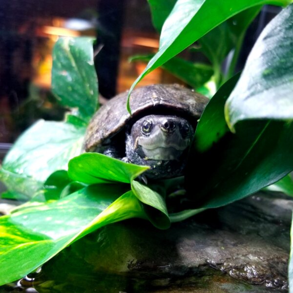 nature museum chicago