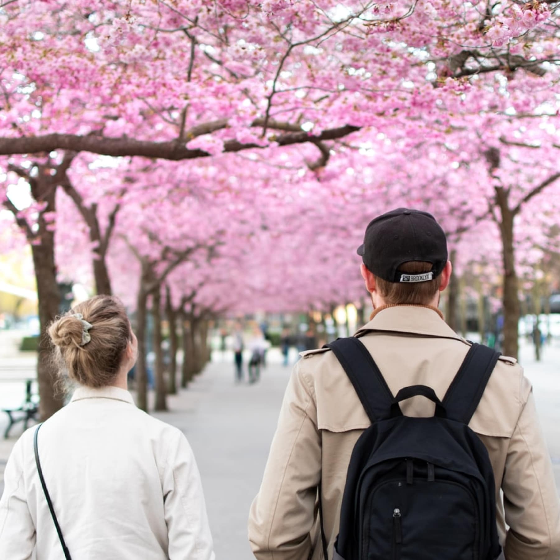 Two people walking amongst the nature of Stockholm, in this case baby pink blossom trees lined ahead of them