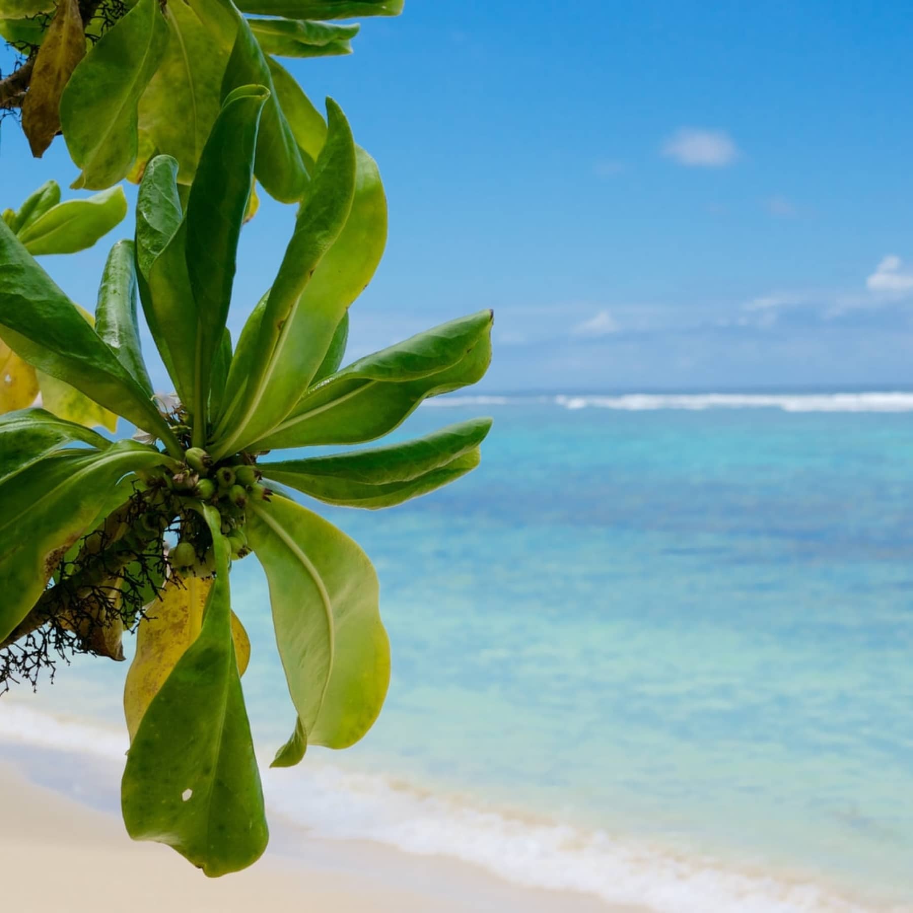 Mahe beach, showcasing the clear water perfect for scuba diving