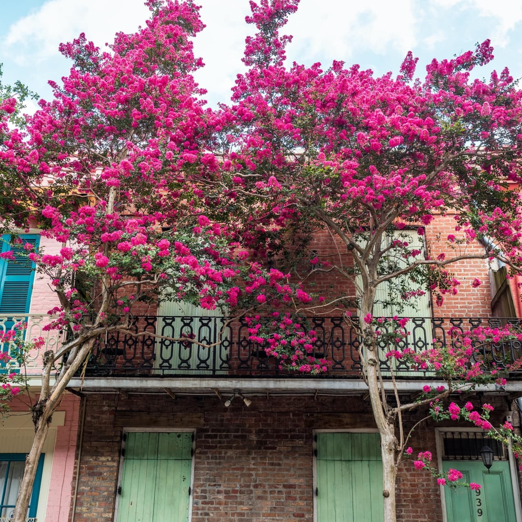 Pink floral trees covering a building in the French Quarter of New Orleans