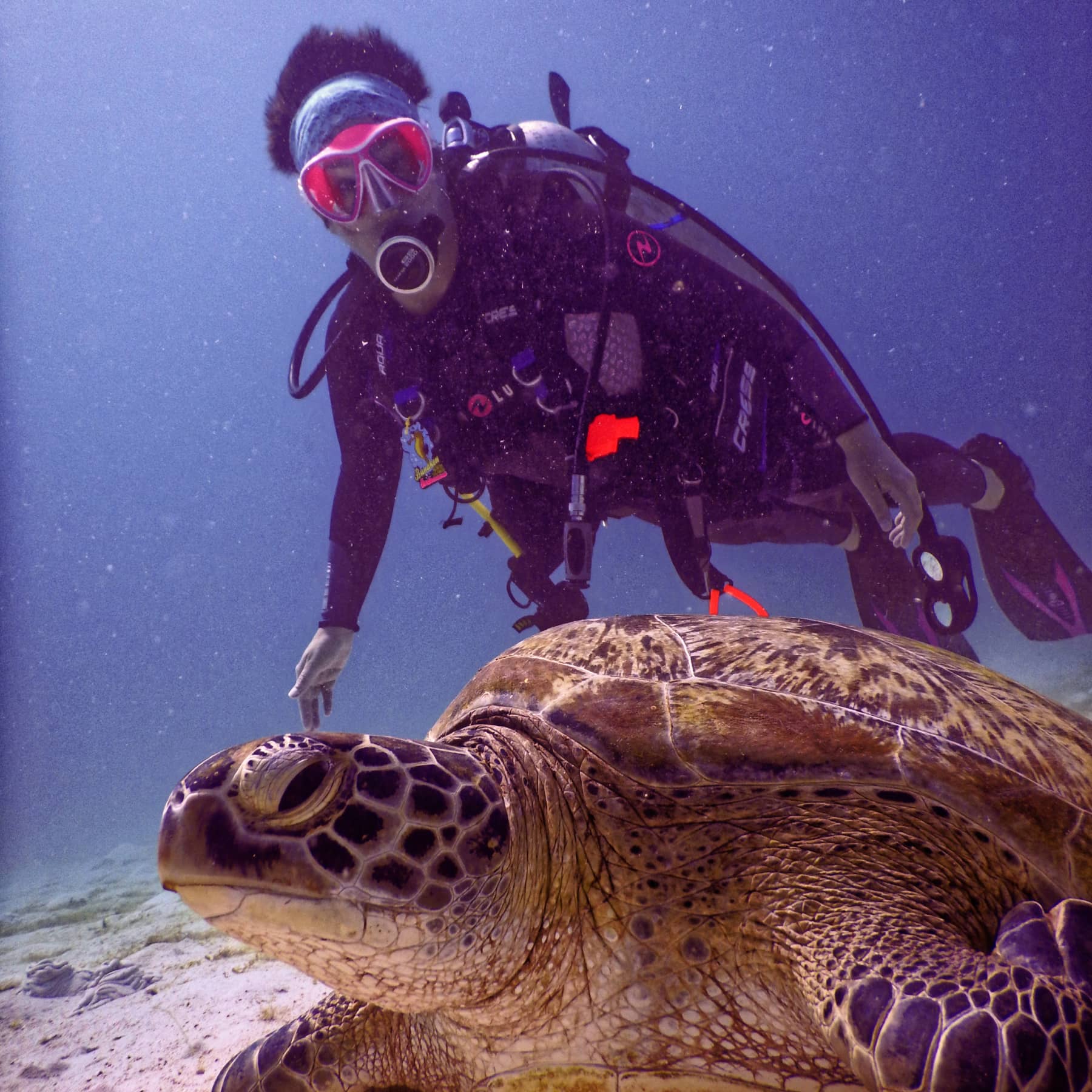 A tortoise twins with a scuba diver in Seychelles