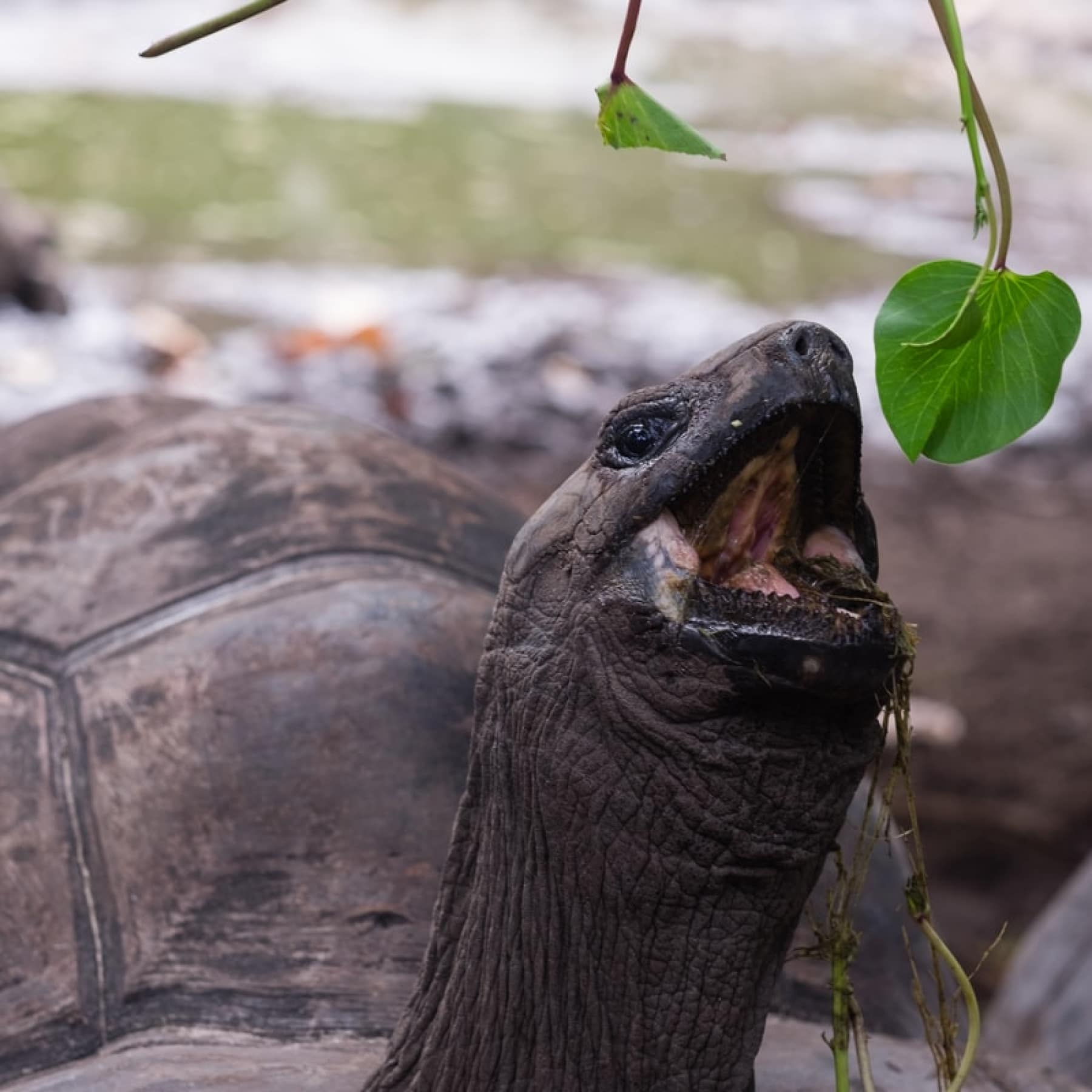 The iconic turtle that is infamous in the Seychelles, eating leaves