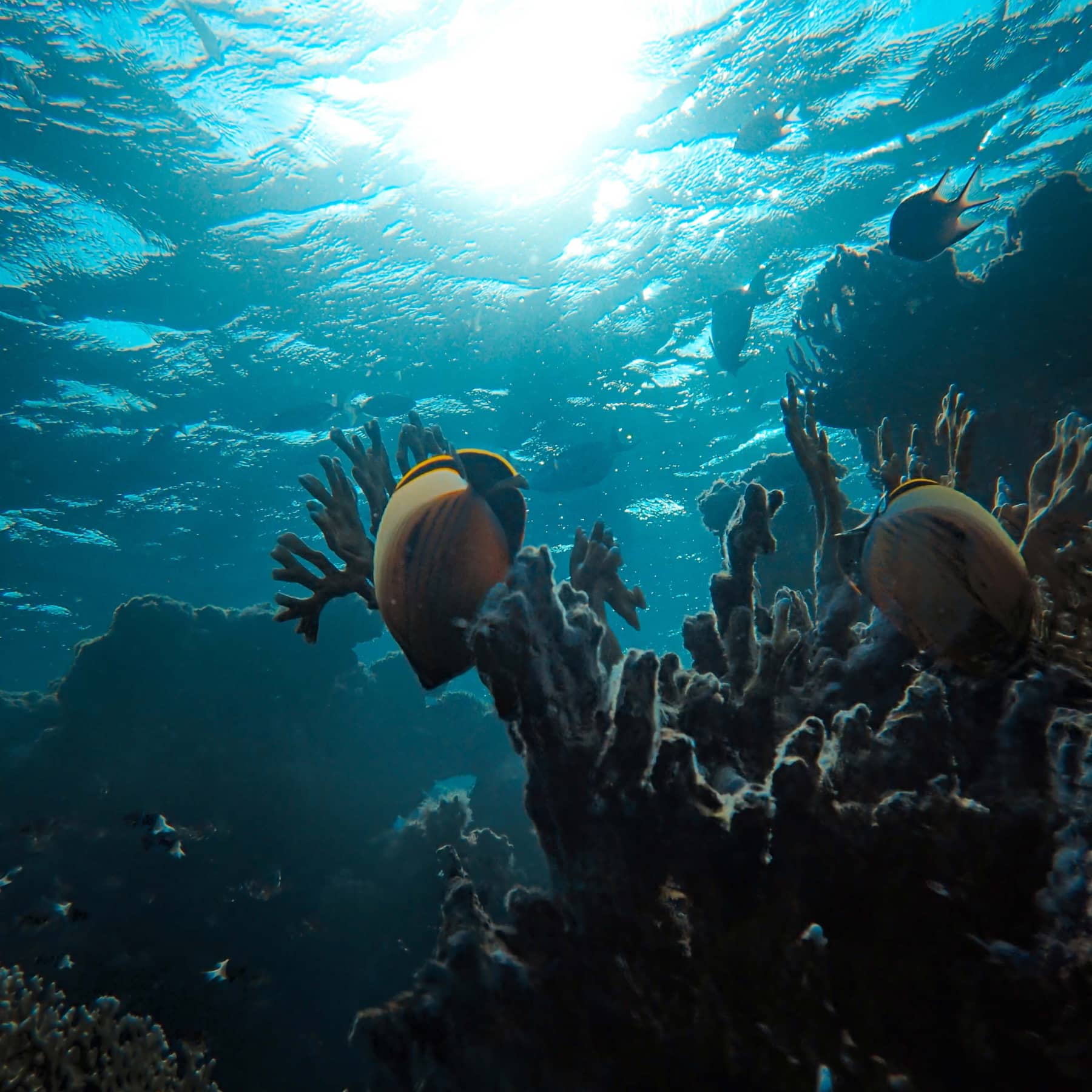 Fish swimming around the snorkel areas of Seychelles