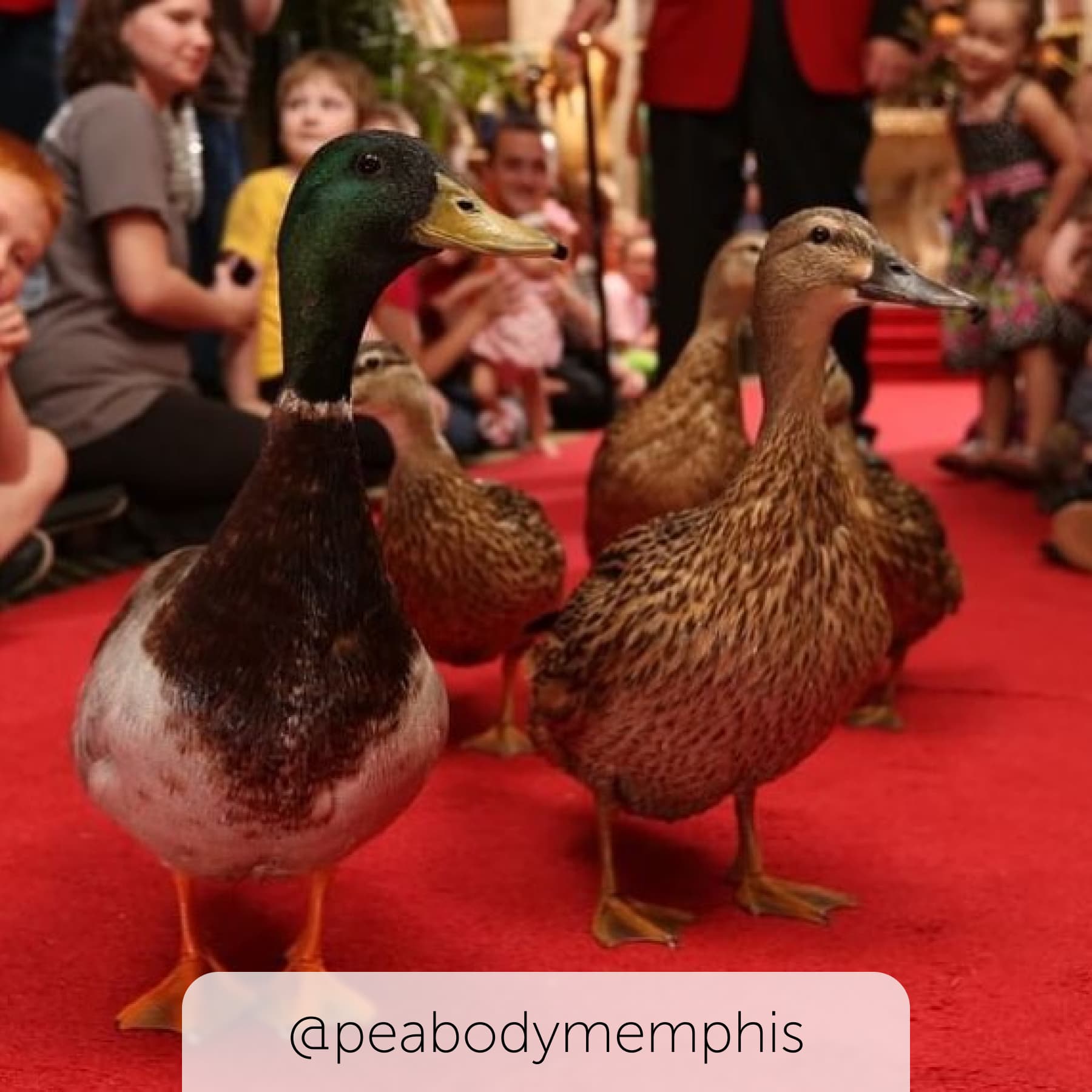 Tame ducks walk amongst the people in Memphis