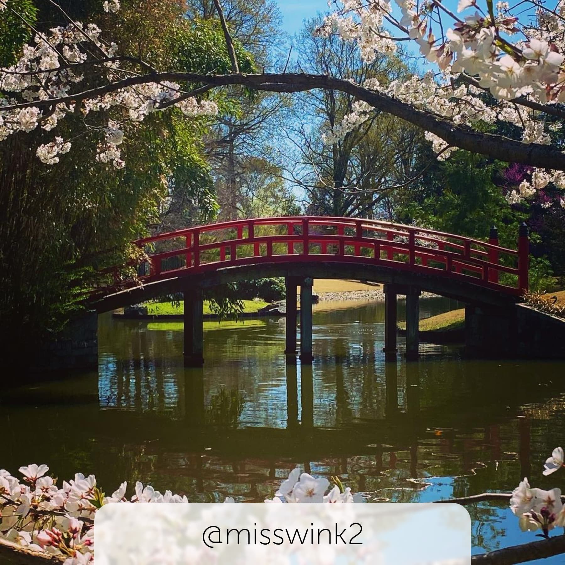 Idyllic red bridge amongst pink blossom flowers over the water in Memphis