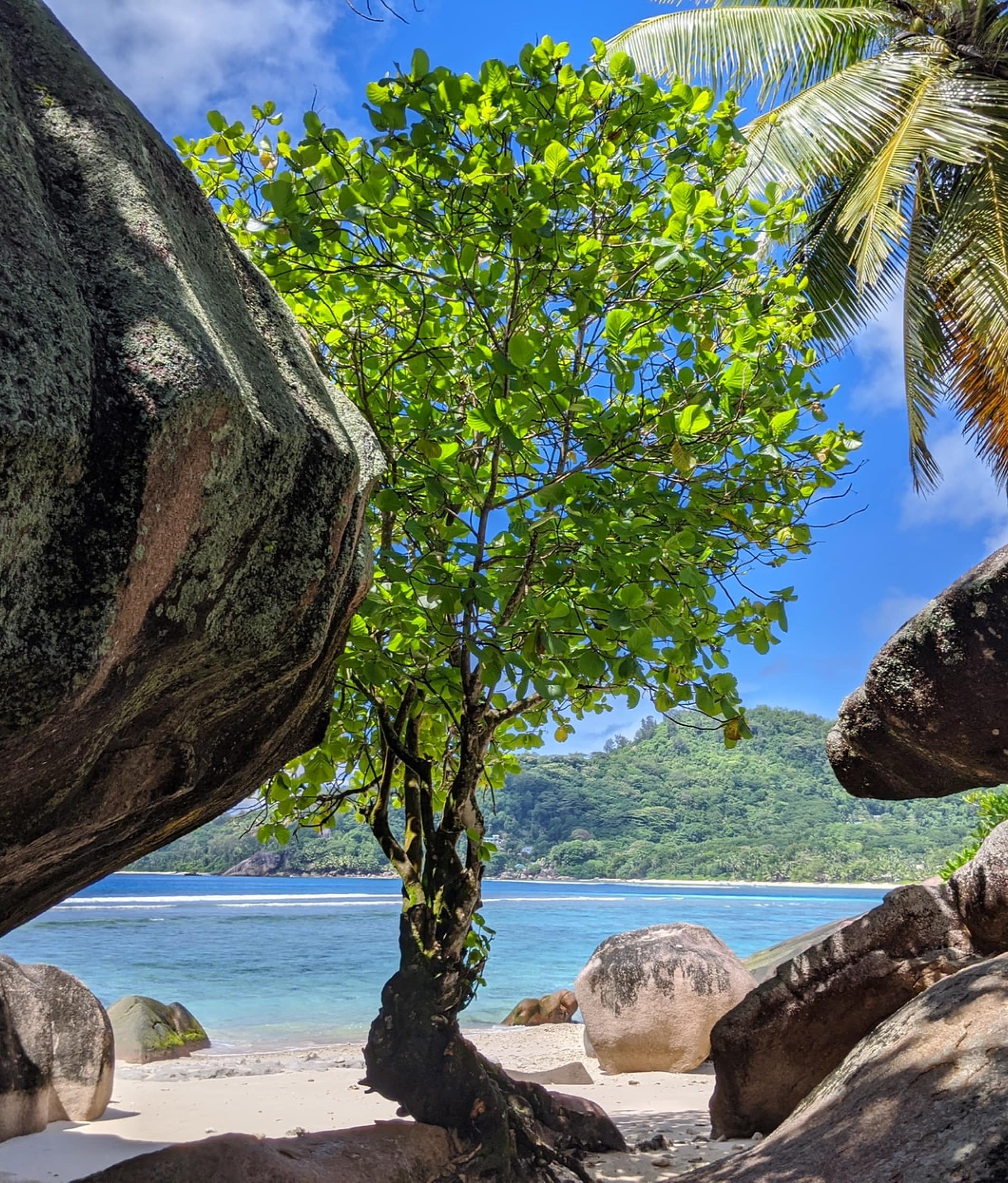 A lone tree on the beaches of the Seychelles, surrounded by incredibly large rocks with the ocean as the backdrop