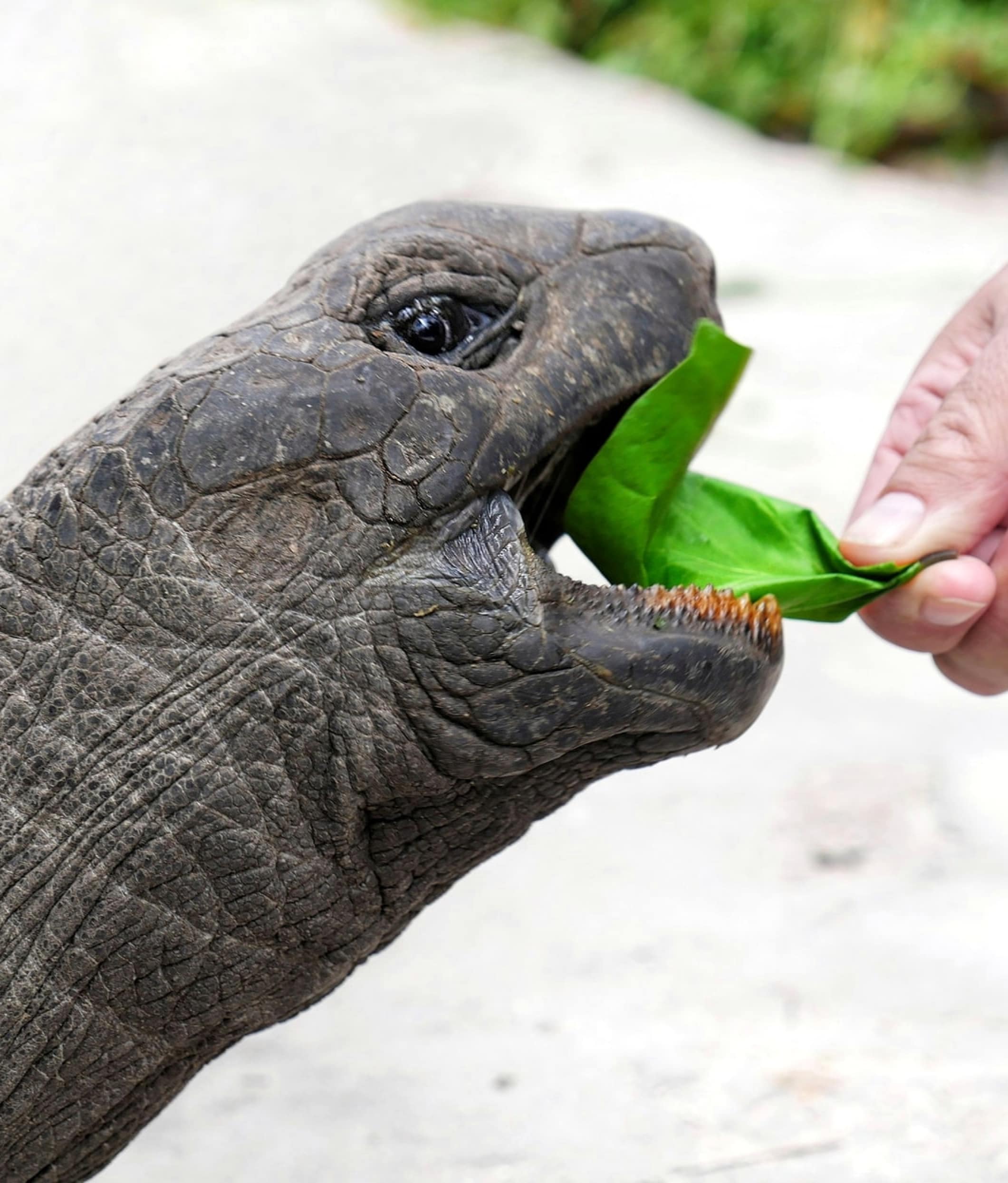 One of the very large turtles of the Seychelles eating leaves from the hands of visitors