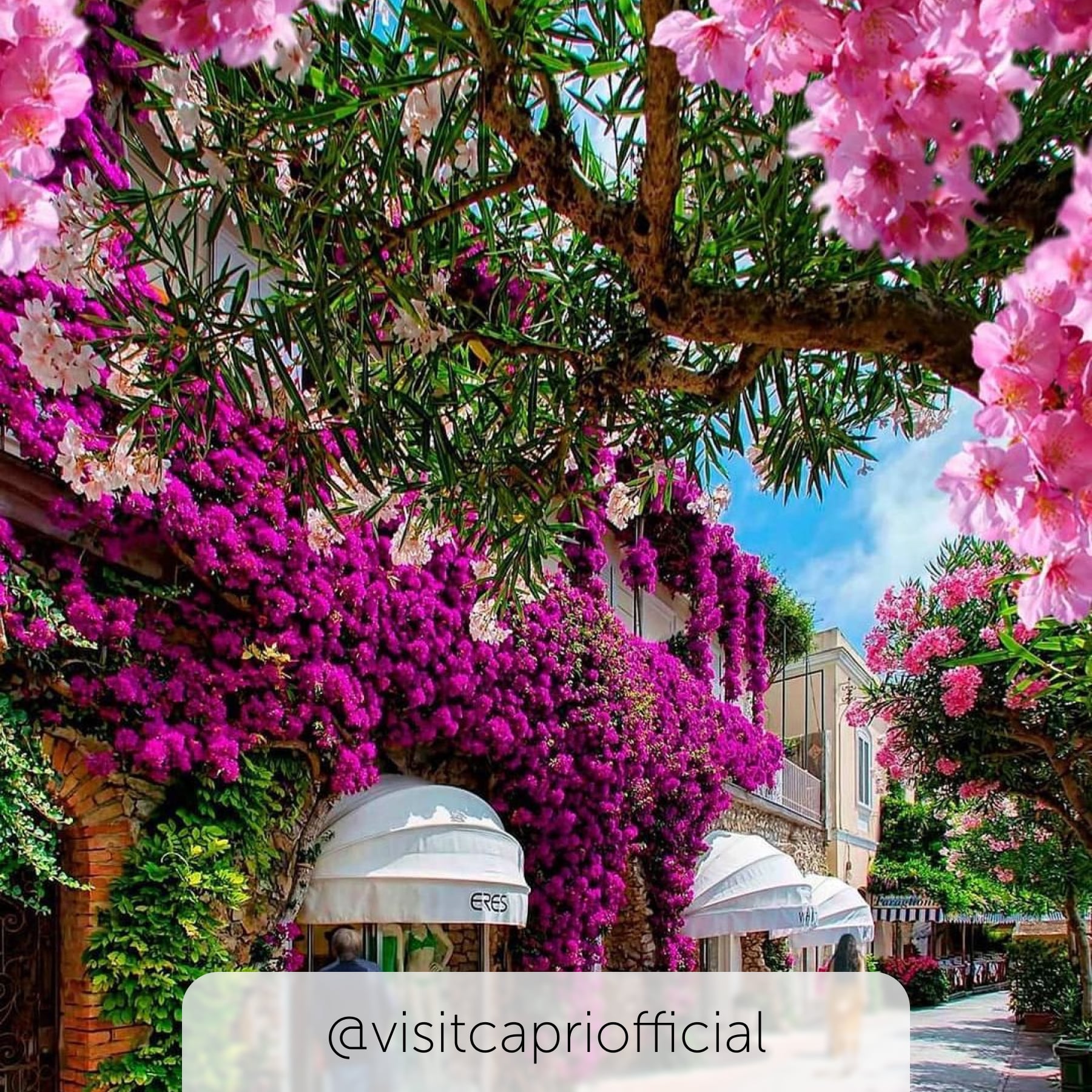 beautiful floral displays In the streets of capri