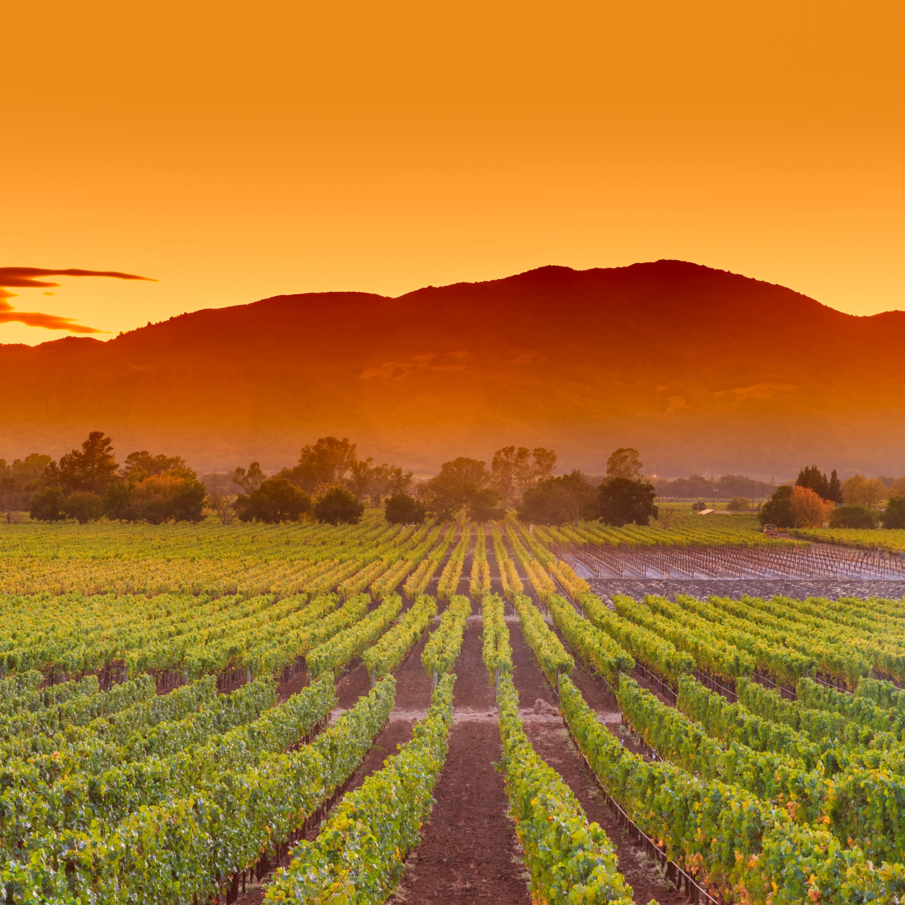 Napa is an ideal place for a wine tasting holiday
