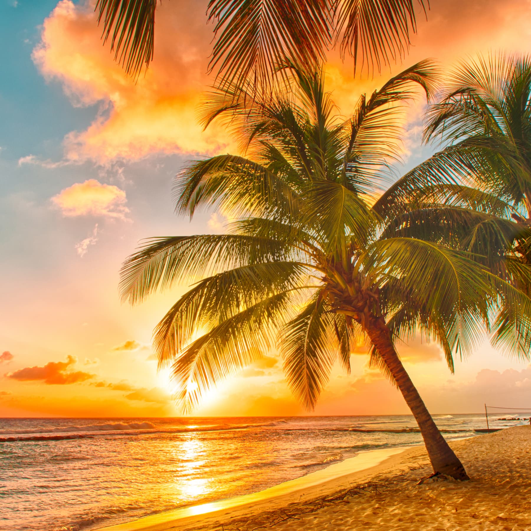 Barbados sunset with palm tree
