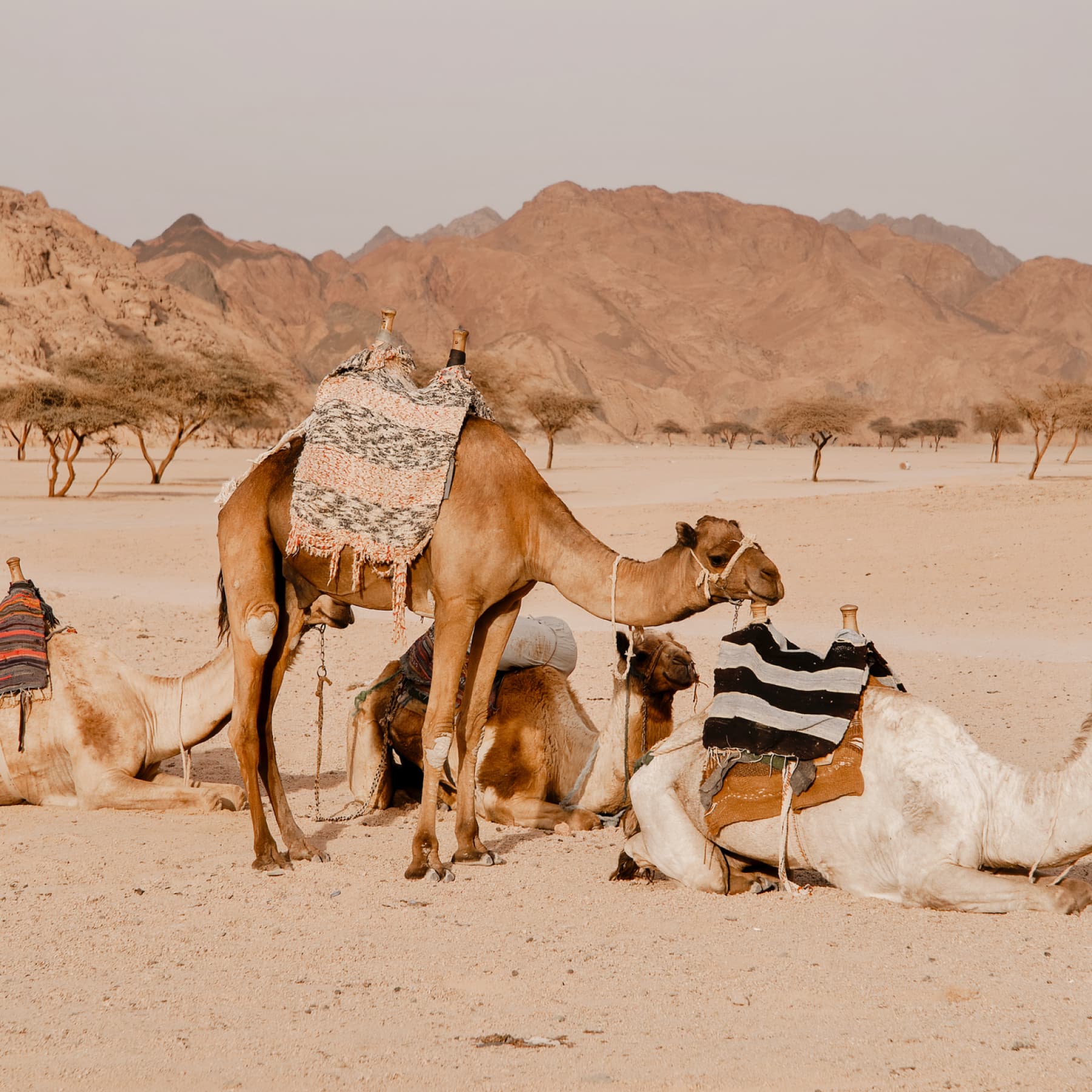 Camel rides and more make a great option for half term breaks
