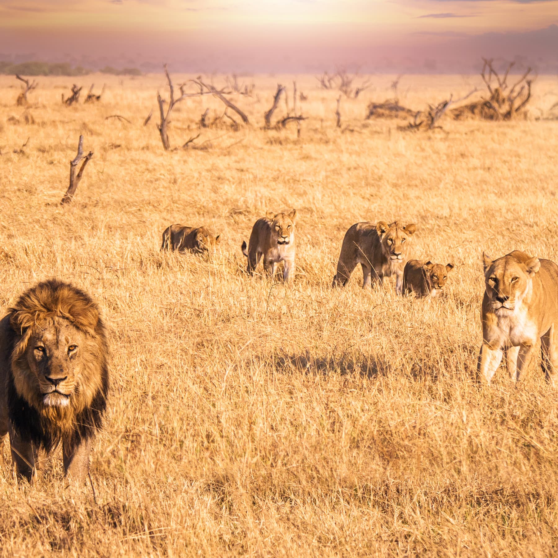 Botswana is one of the best places to visit in 2023